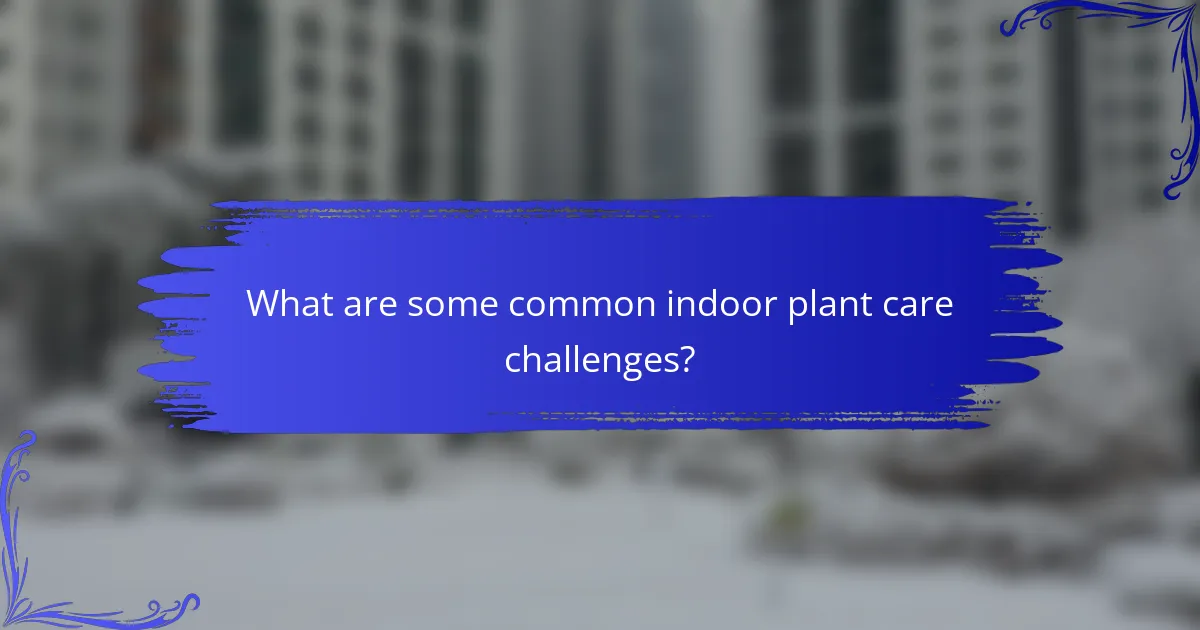What are some common indoor plant care challenges?